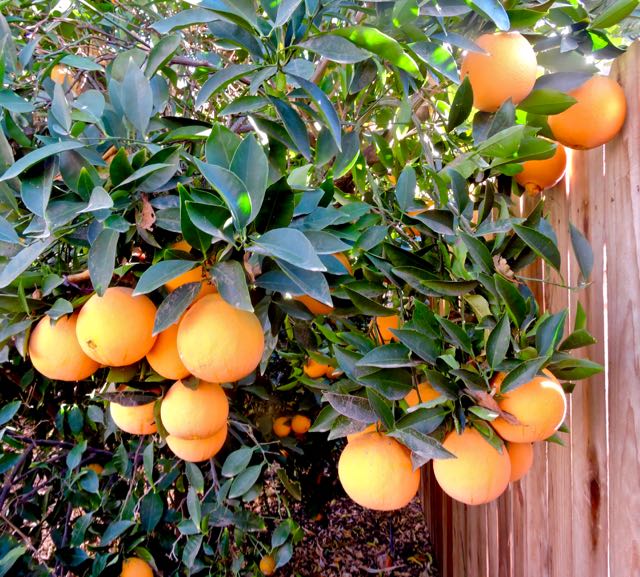 garden navel orange bounty back dec 10 2020 - 1