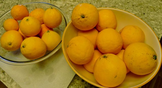 garden oranges 1st harvest of season dec 19 2020 - 1