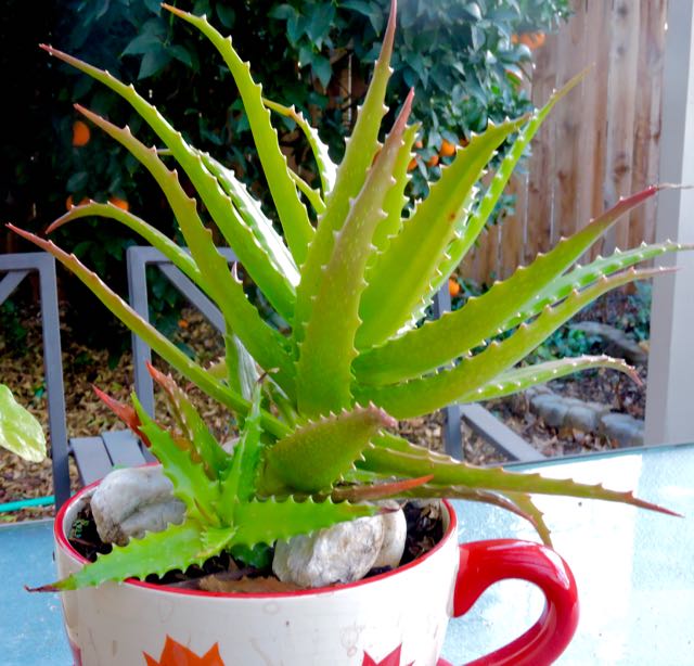 garden aloe mom and pups jan 23 2021 - 1