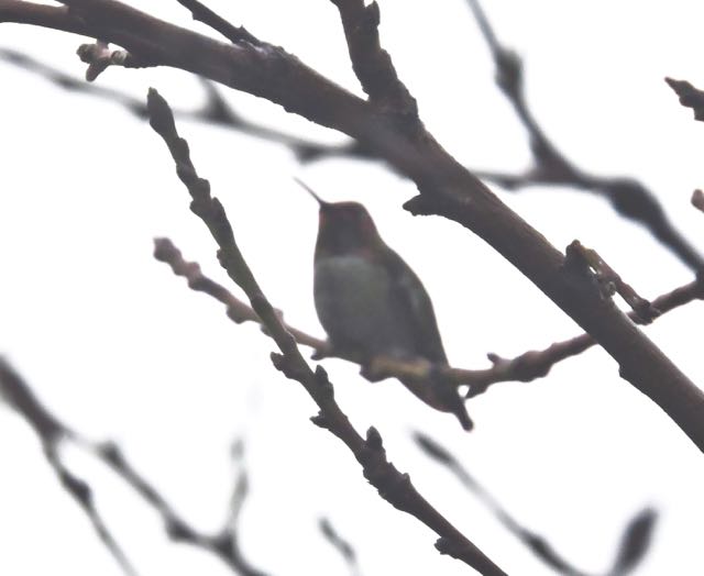 garden annas hummingbird on peach in fog jan 8 2021 - 1