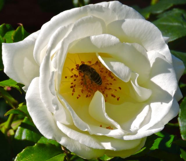 garden bee in heart of white rose closeup jan 16 2021 - 1