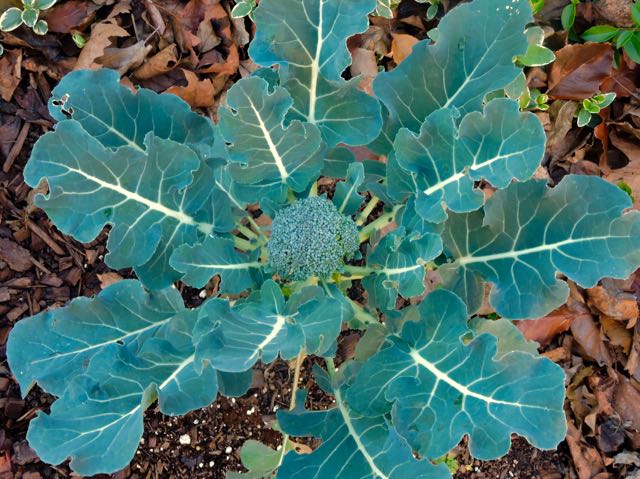 garden broccoli head and leaves jan 23 2021 - 1