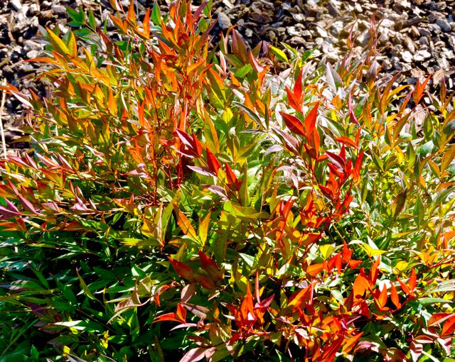 garden front agapanthus jan 16 2021 - 1