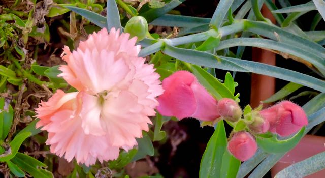 garden front dianthus w snapgragons jan 16 2021 - 1