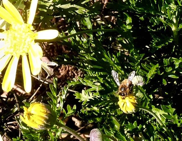 garden honeybee on coreopsis jan 8 2021 - 1