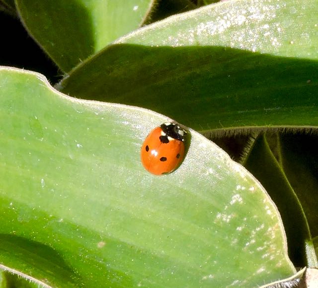 garden ladybeetle on tradescantia jan 16 2021 - 1