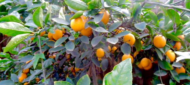 garden meyer lemon clusters on tree jan 29 2021 - 1
