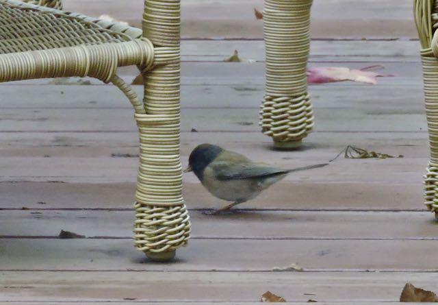 garden oregon junco back deck jan 6 2021 - 1