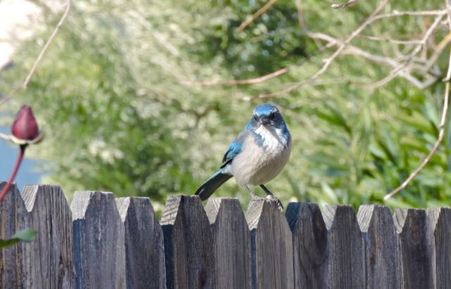 garden scrub jay on fence rosebud jan 16 2021 - 1