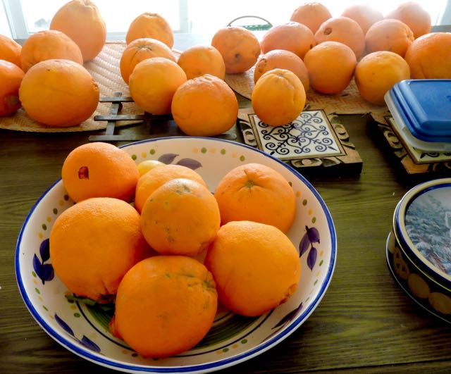 garden some of the oranges down in the storm jan 29 2021 - 1