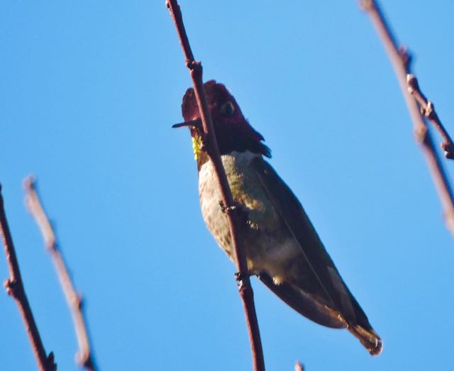 garden anna's hummingbird on cherry plum tree feb 12 2021 - 1