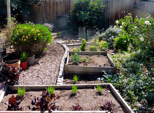 garden back pano to S in sun feb 6 2021 - 1