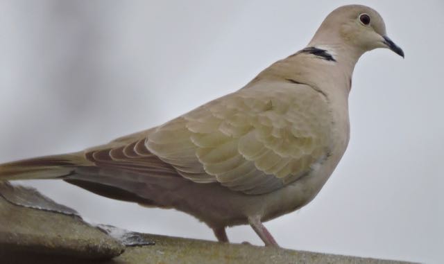 garden first eurasian collared dove of season feb 8 2021 - 1