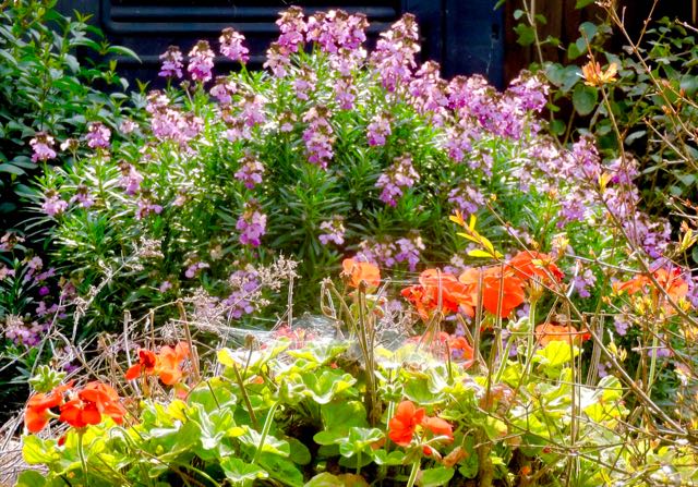garden geranium and erysimum in bloom feb 9 2021 - 1