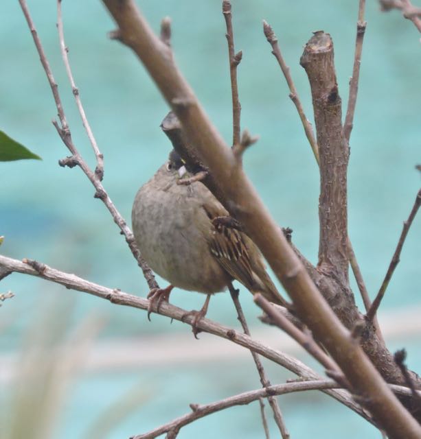 garden golden crowned sparrow back feb 9 2021 - 1