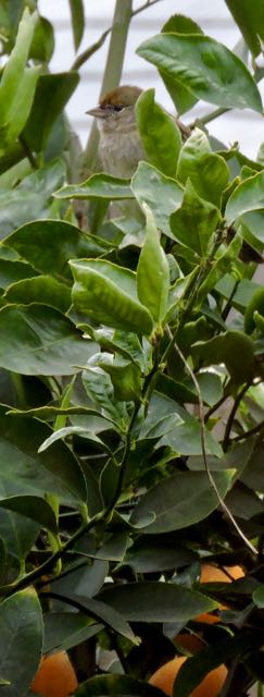 garden golden crowned sparrow in meyer lemon bush 2 feb 14 2021 - 1
