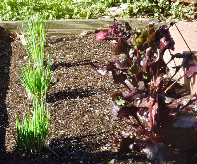 garden green onions bulls blood beets in raised bed after rain feb 12 2021 - 1