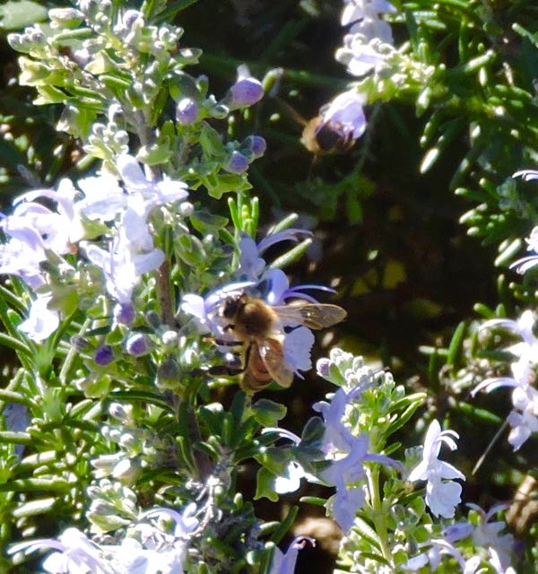 garden honeybees on blooming rosemary feb 5 2021 - 1