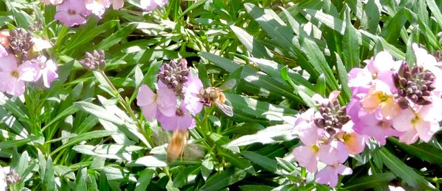 garden honeybees on erysimum in bloom feb 9 2021 - 1