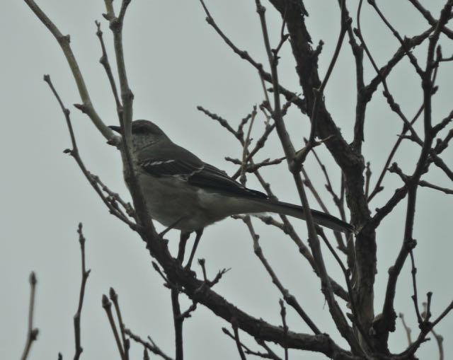 garden northern mockingbird in sycamore feb 9 2021 - 1