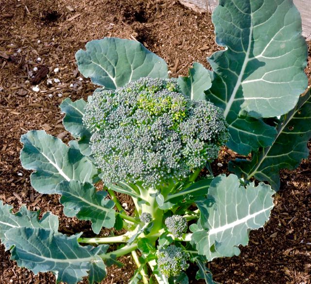 garden ripe greenmagic broccoli head feb 9 2021 - 1