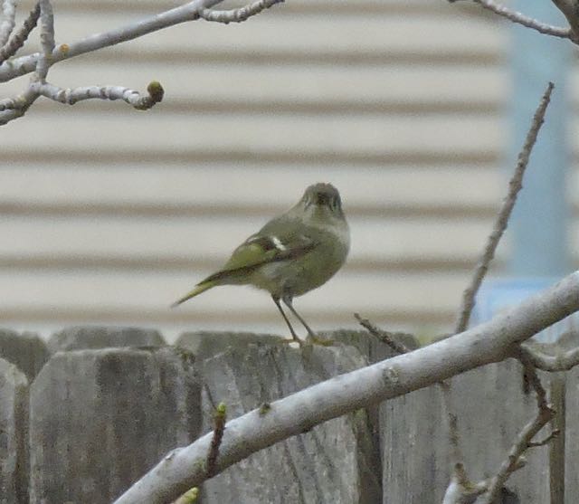 garden ruby crowned kinglet w persimmon tree feb 14 2021 - 1