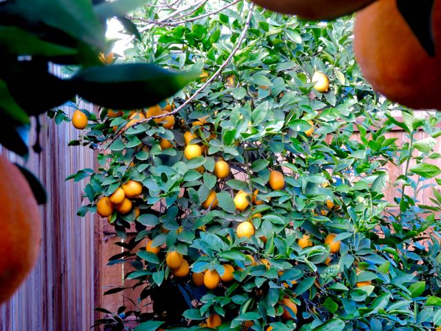 garden seeing the lemon bush from inside the orange tree feb 16 2021 - 1