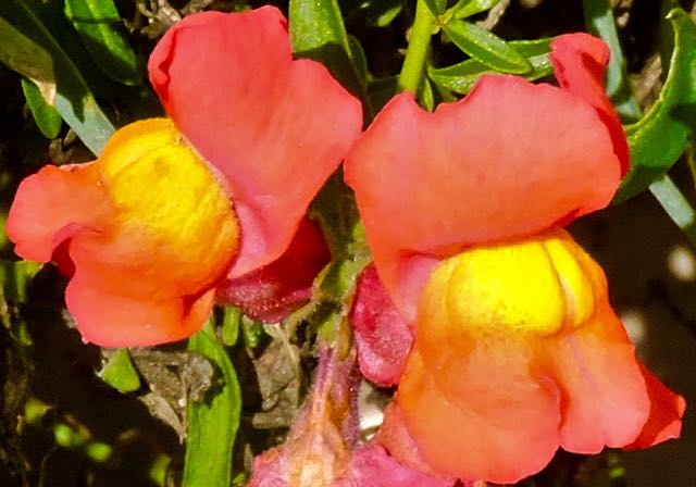 garden snapdragon blooms feb 8 2021 - 1