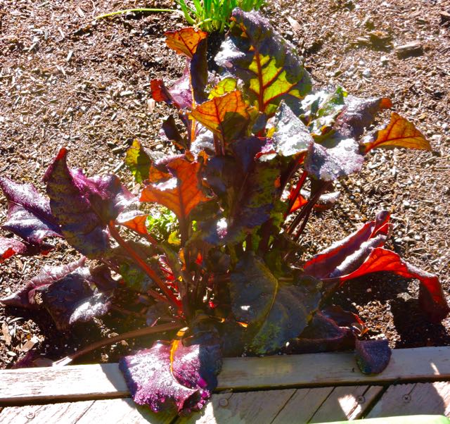 garden sun and water kissed beet plant after rain feb 12 2021 - 1