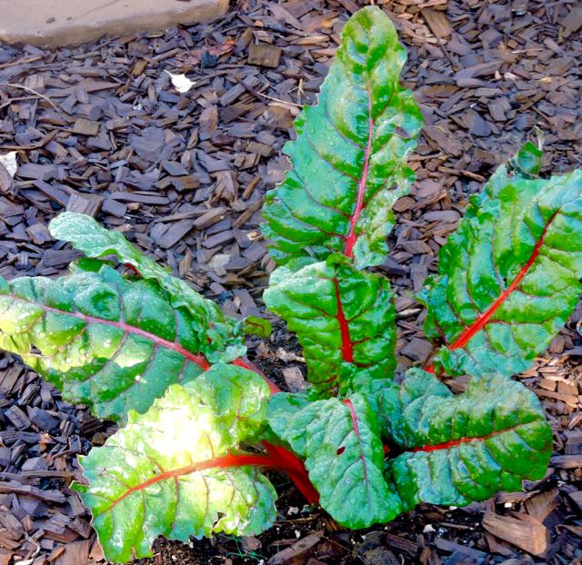 garden swiss chard in ground after rain feb 12 2021 - 1