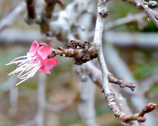 garden very first bloom on the apricot feb 11 2021 - 1