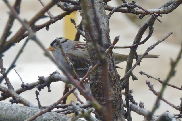 garden white crowned sparrow in peach tree feb 9 2021 - 1