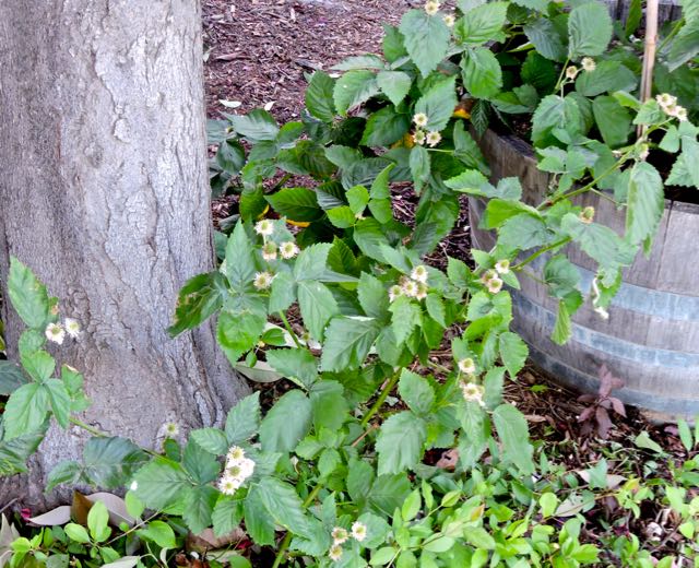 garden new blackberries apr 8 2021 - 1