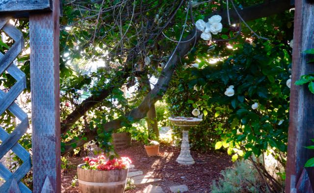 garden side trellis alstroemeria fountain fuchsia white roses early sun apr 27 2021 - 1