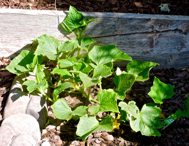 garden 1 of 3 burpless cukes in bloom may 23 2021 - 1