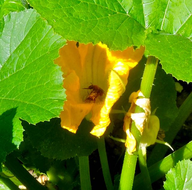 garden 2 bees in zucchini blossom 2 may 27 2021 - 1