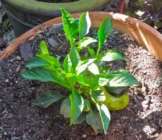 garden anaheim pepper in pot may 23 2021 - 1