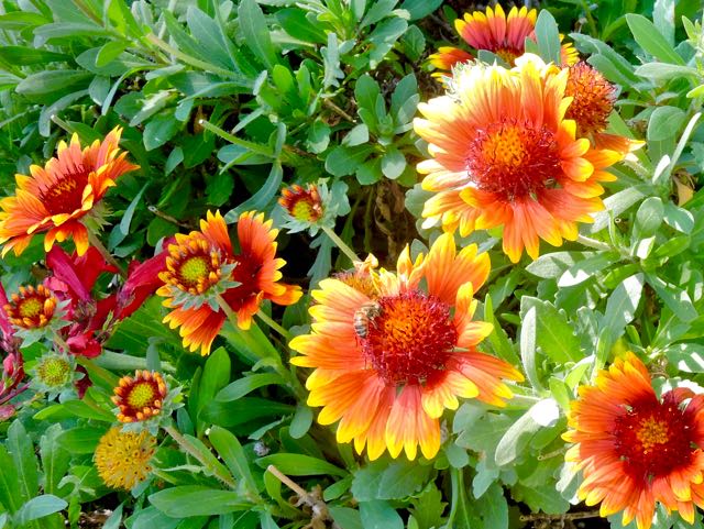 garden bee on gaillardia early morning may 23 2021 - 1