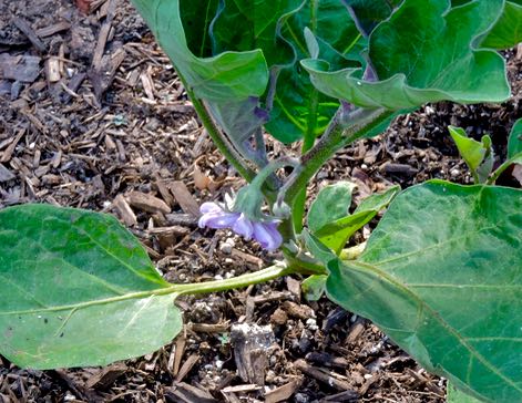 garden black beauty eggplant blossom may 26 2021 - 1