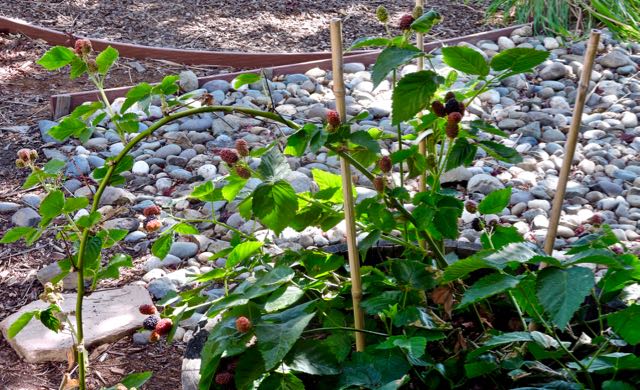 garden blackberries early sun may 23 2021 - 1
