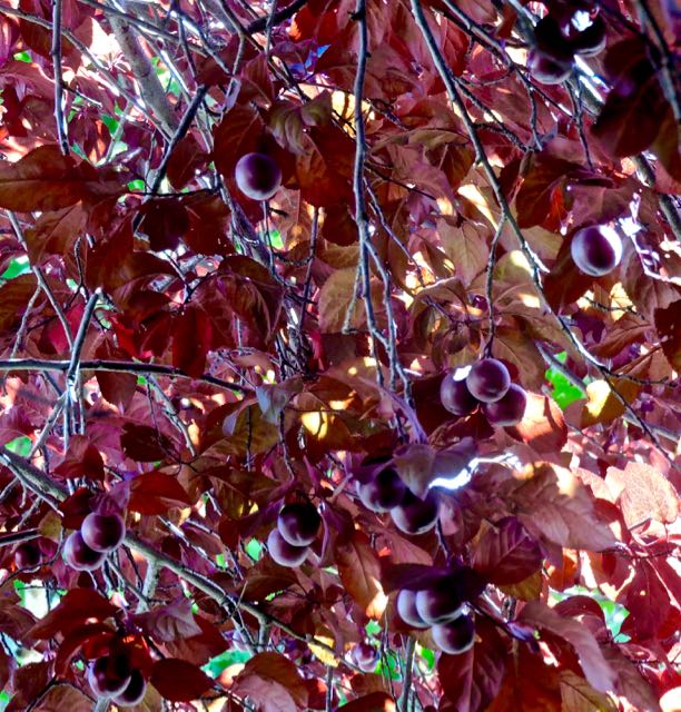 garden cherry plums ripening may 18 21 - 1