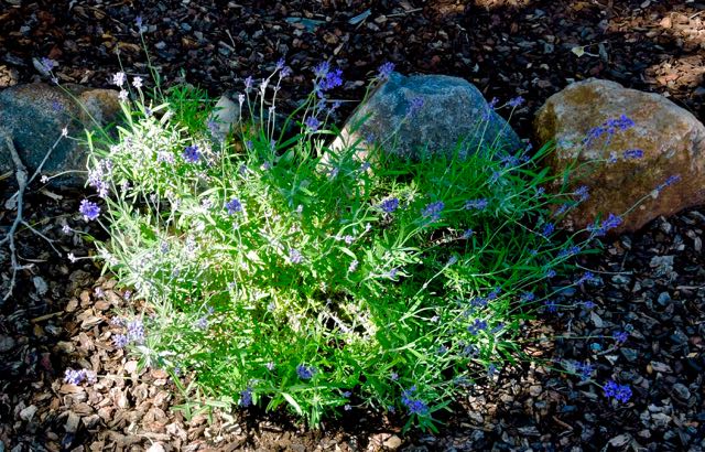 garden front lavender's first blooming may 18 21 - 1