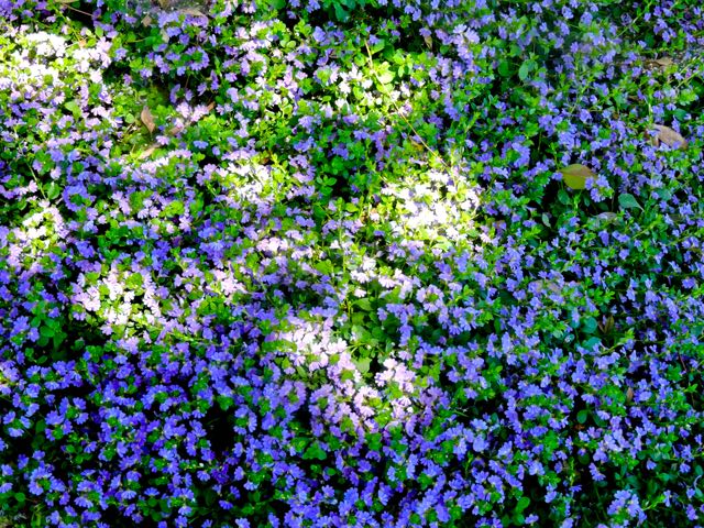 garden front sunlit alyssum may 18 21 - 1