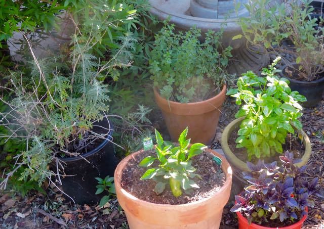 garden herbs russain sage spicy oregano genovese and purple basil sage may 23 2021 - 1