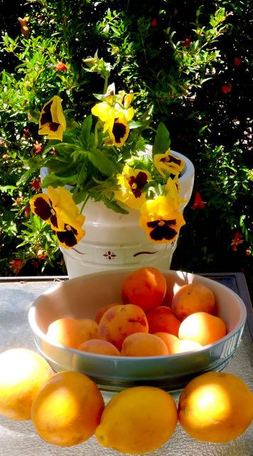 garden lemons apricots pansies pomegranate may 22 2021 - 1