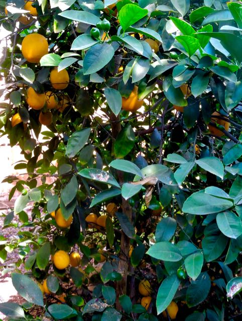 garden meyer lemons so many may 26 2021 - 1