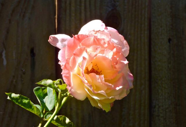 garden peace rose early sun may 23 2021 - 1