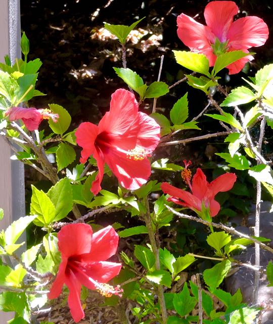 garden 5 hibiscus flowers jun 7 2021 - 1