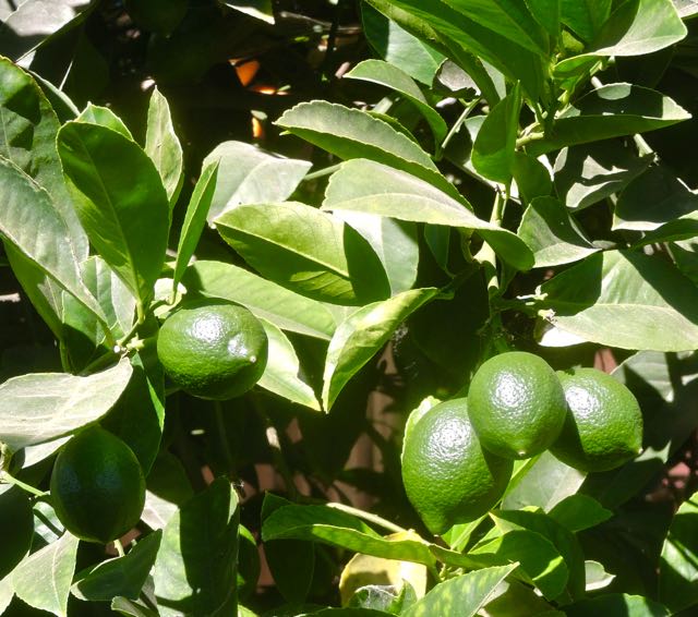garden 5 small green lemons jun 22 2021 - 1