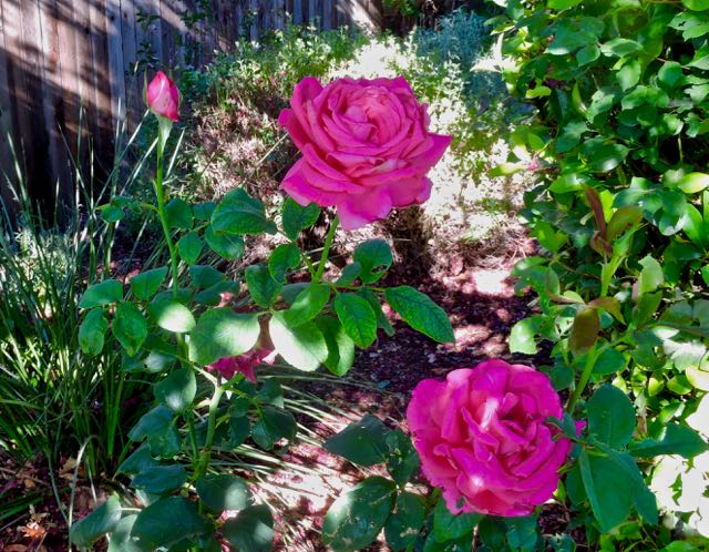garden all my loving roses in sun shade jun 12 2021 - 1